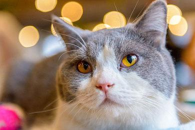 山寨《黑神话：悟空》游戏上线Switch商店 即将发售